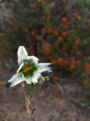 Chloraea bletioides