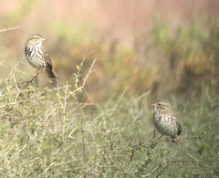 Passerculus sandwichensis rostratus