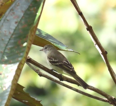 Elaenia
