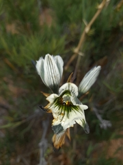 Chloraea bletioides