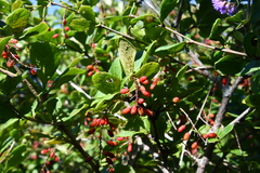 Berberis amurensis