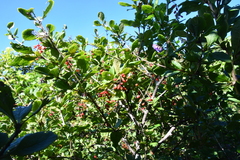 Berberis amurensis