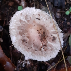 Chlorophyllum rhacodes