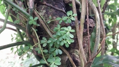 Peperomia