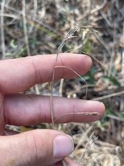 Rhynchospora inexpansa