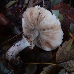 Chlorophyllum rhacodes