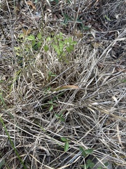 Rhynchospora inexpansa