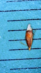 Rhynchospora inexpansa