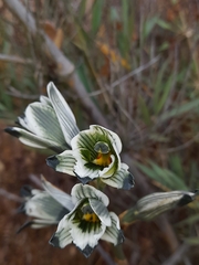 Chloraea bletioides