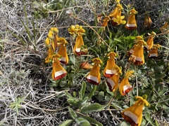 Calceolaria uniflora