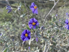 Lycianthes