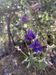 Delphinium parryi