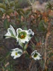 Chloraea bletioides