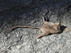 Perognathinae