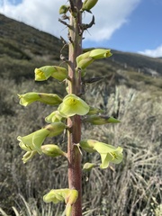 Puya aequatorialis