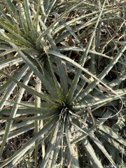 Puya aequatorialis