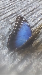 Morpho helenor montezuma