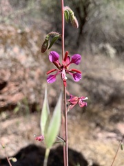 Clarkia unguiculata