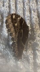 Morpho helenor montezuma