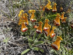 Calceolaria uniflora