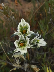 Chloraea bletioides