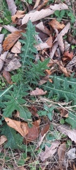 Cirsium vulgare