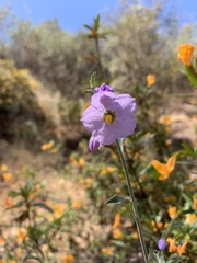 Solanum xanti