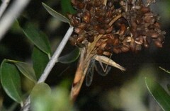 Oecanthus dulcisonans