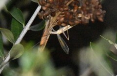 Oecanthus dulcisonans