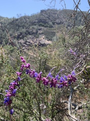 Trichostema lanatum