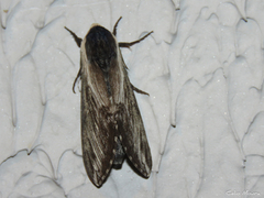 Neogene dynaeus