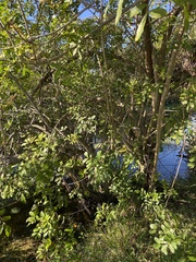 Pithecellobium keyense