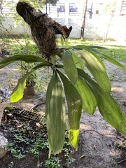 Catasetum integerrimum
