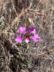 Clarkia rhomboidea