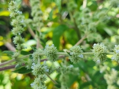 Asterohyptis stellulata