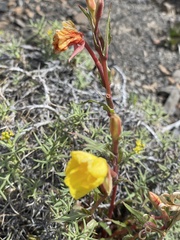Oenothera acaulis