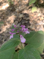 Stachys bullata