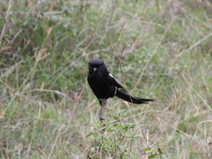 Lanius melanoleucus