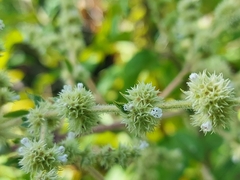 Asterohyptis stellulata