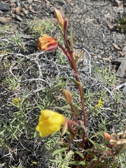 Oenothera acaulis