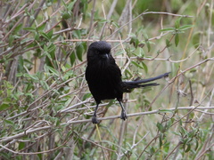 Lanius melanoleucus