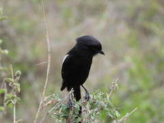 Lanius melanoleucus