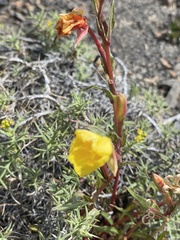 Oenothera acaulis