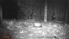 Rattus norvegicus