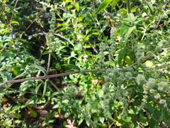 Asterohyptis stellulata