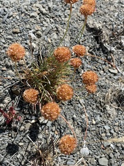 Armeria curvifolia