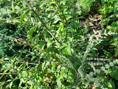 Asterohyptis stellulata