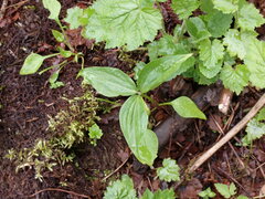 Trillium ovatum ovatum