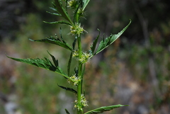 Datisca glomerata