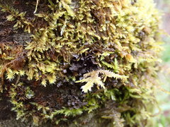 Scytinium polycarpum